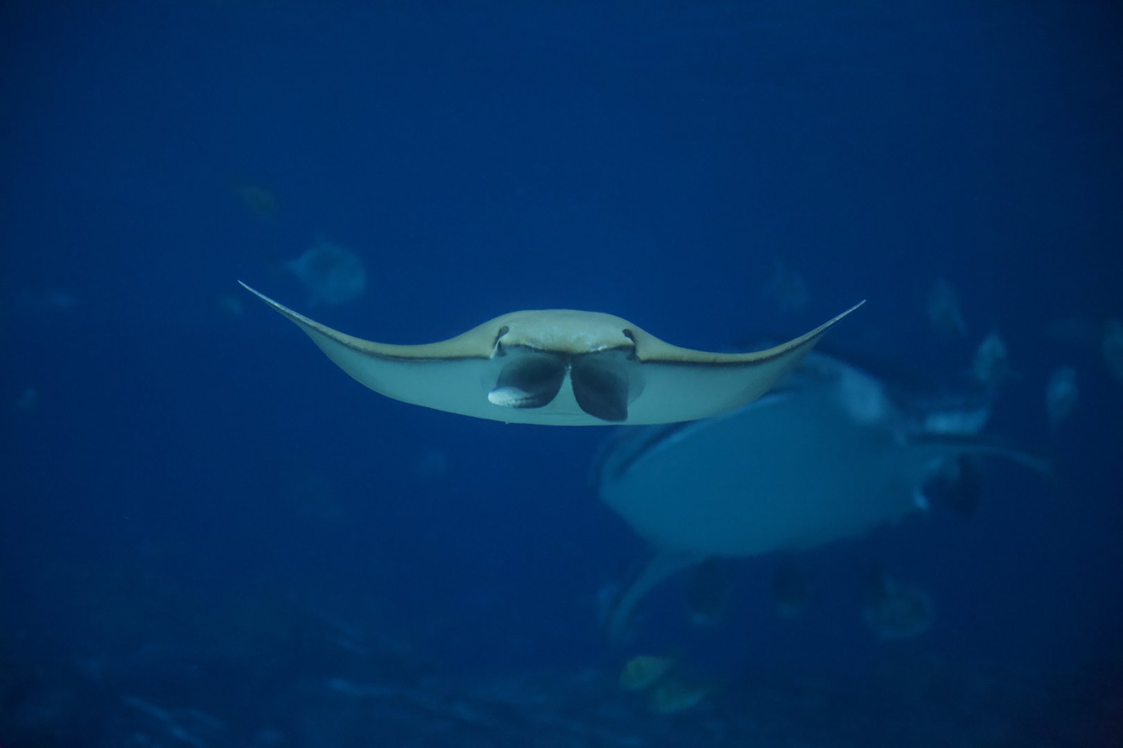 Cownose Ray/ Rhinoptera bonasus
