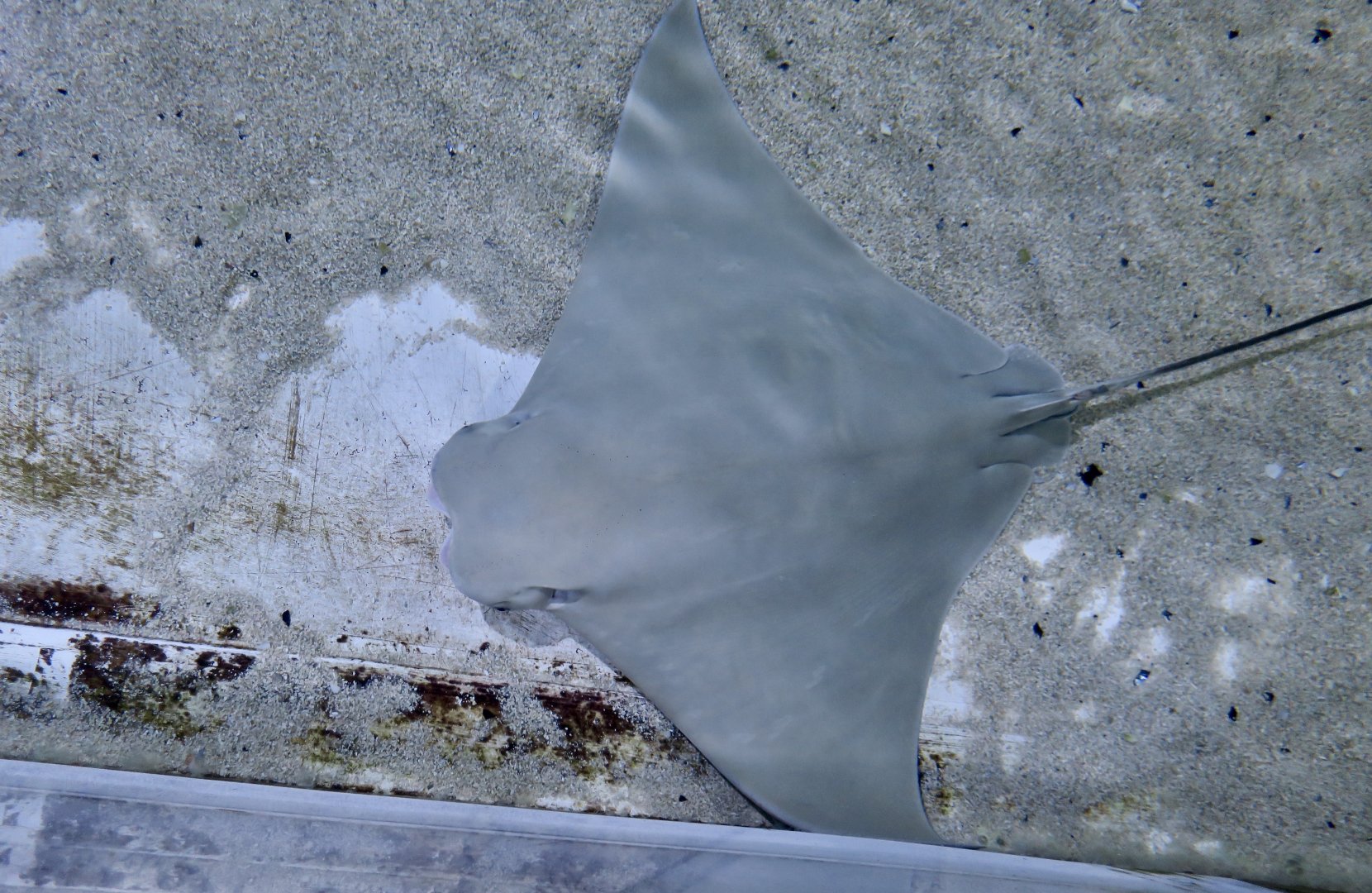 Cownose Ray (Rhinoptera bonasus)