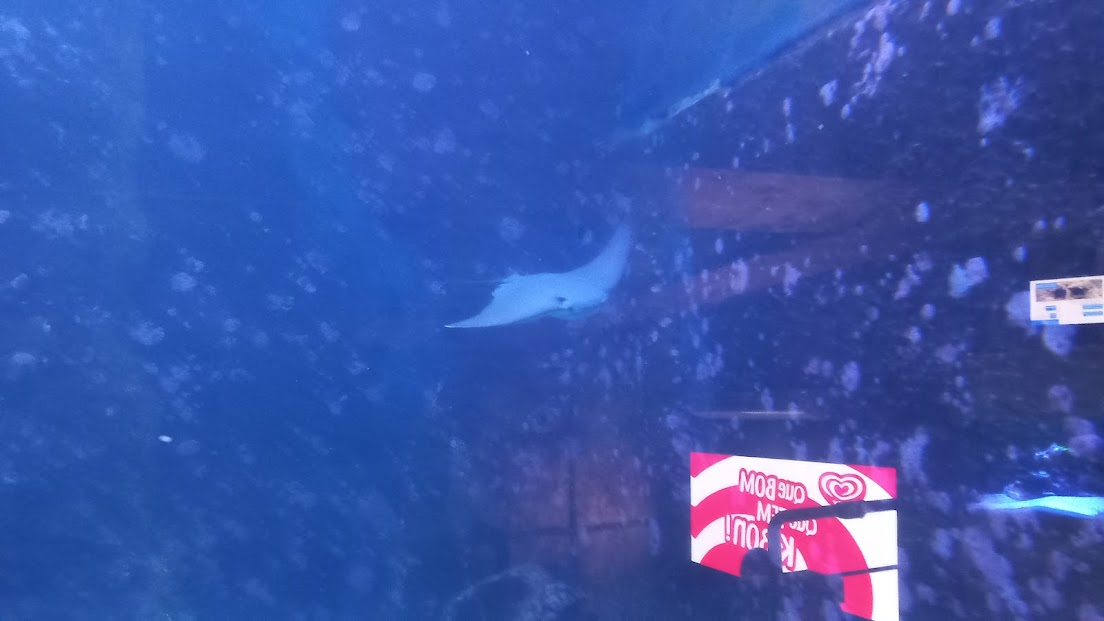 Cownose ray - São Paulo zoo