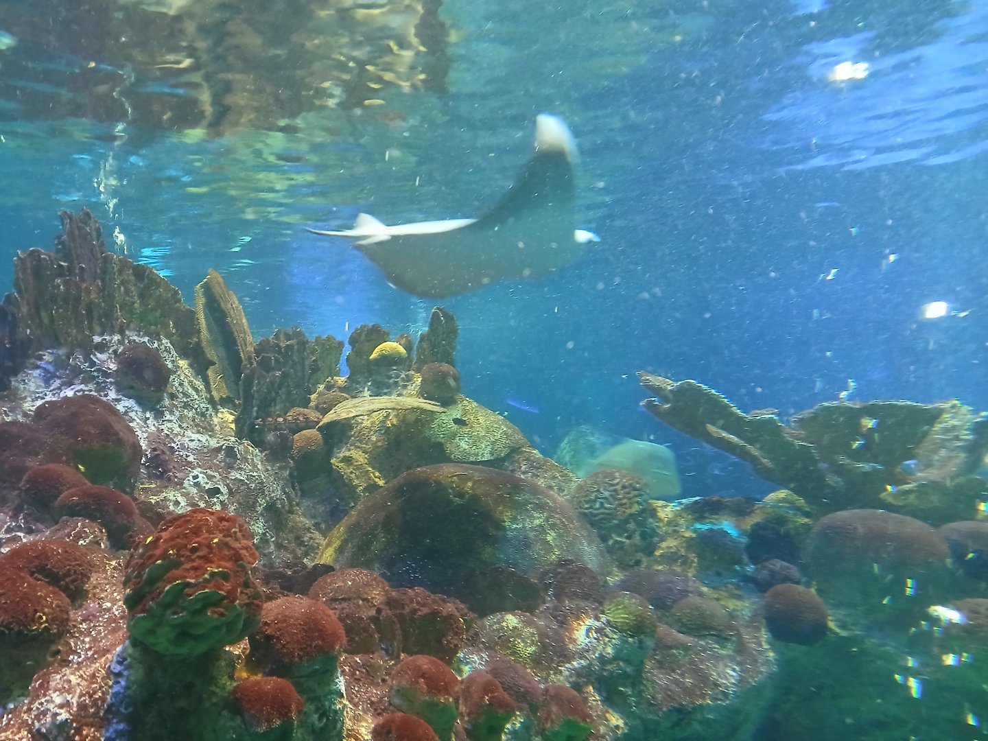 Cownose Ray - Seen Jan 29 2025