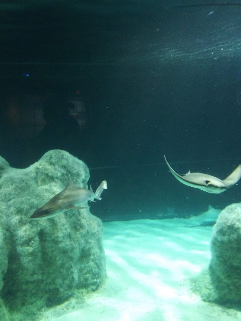 Cownose ray, Smooth Dogfish Shark
