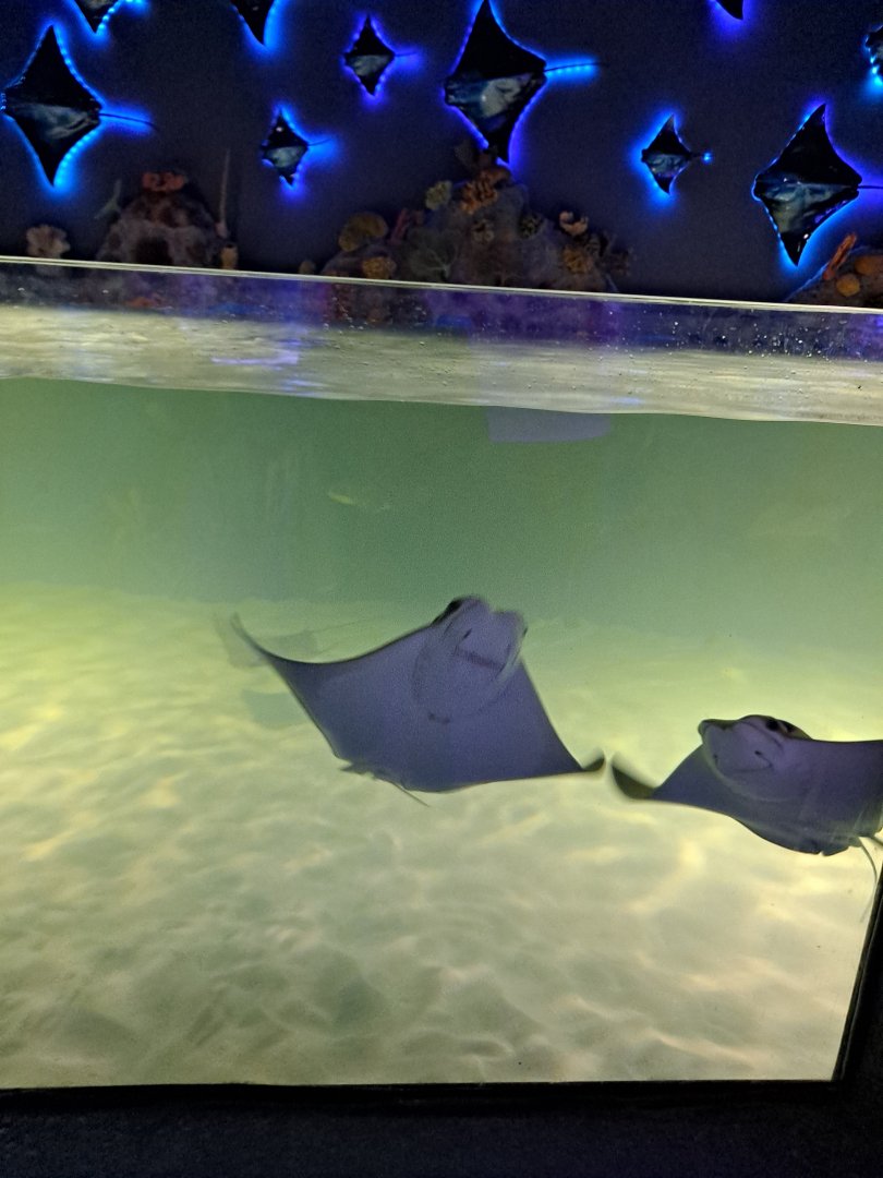 Cownose Ray Touch Tank (4/19/25)