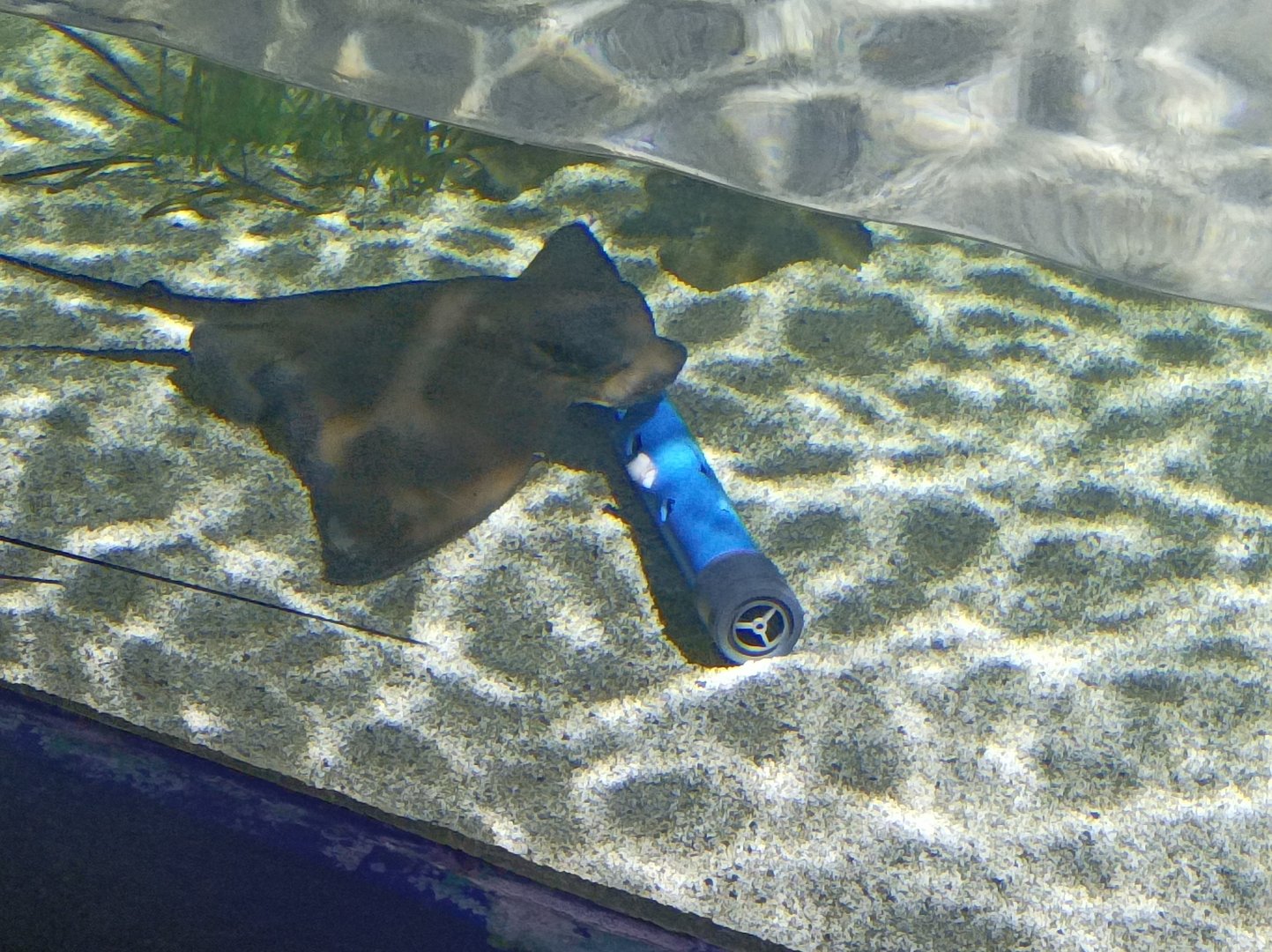 Cownose ray with enritchment.