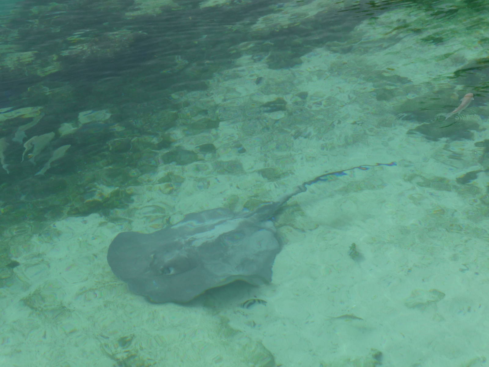 cownose ray xcaret park