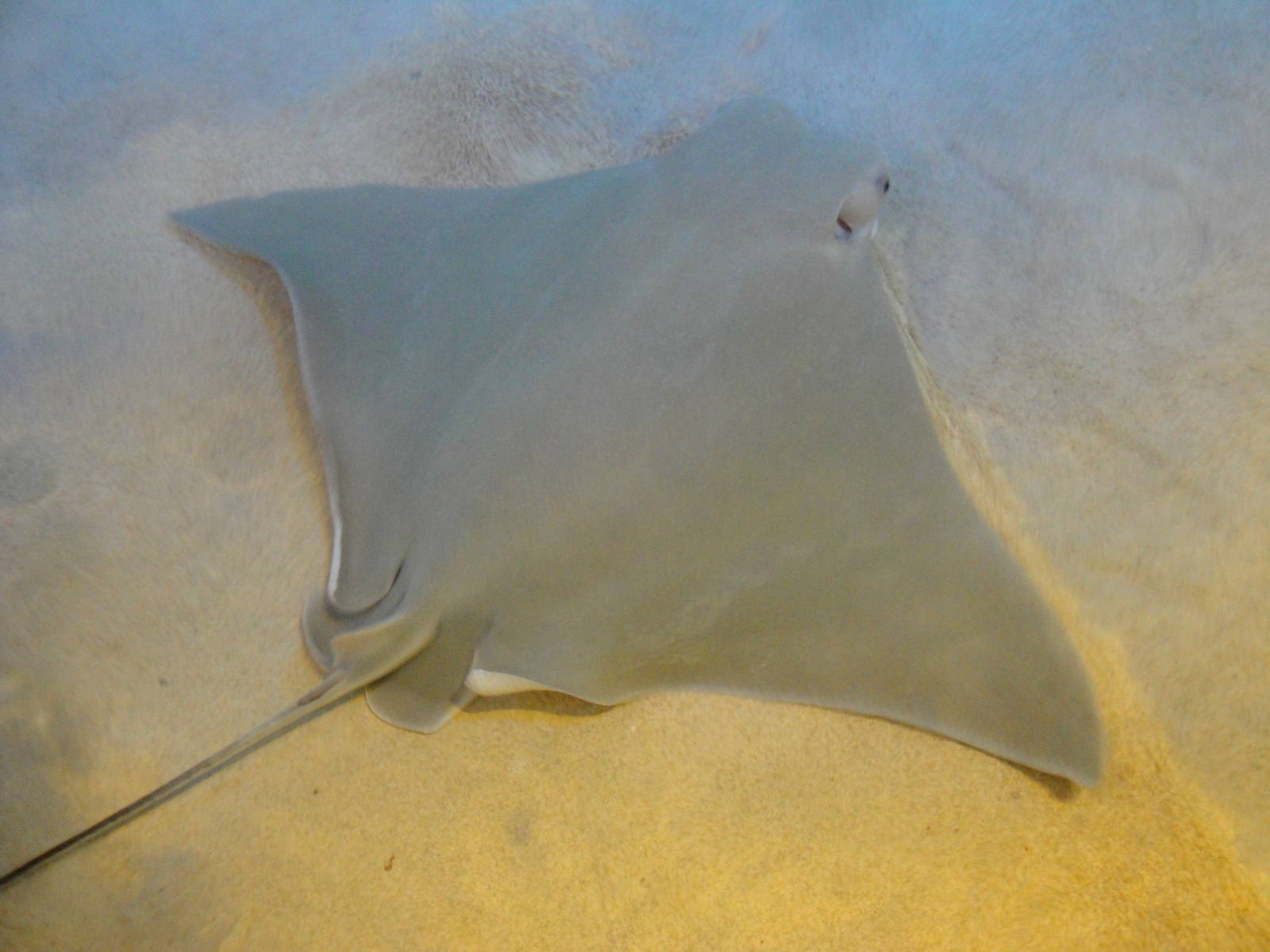 Cownose Ray