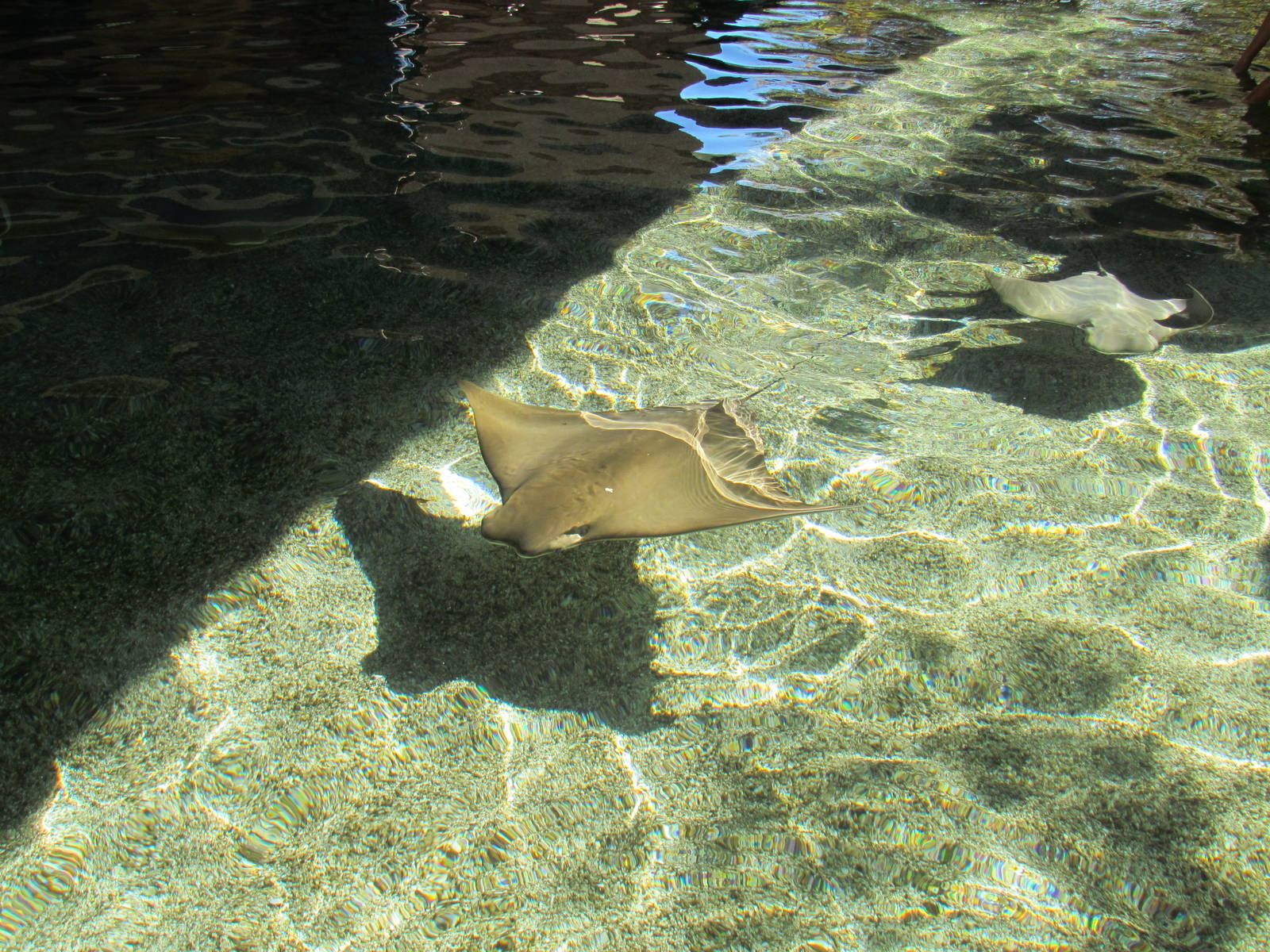 Cownose Ray