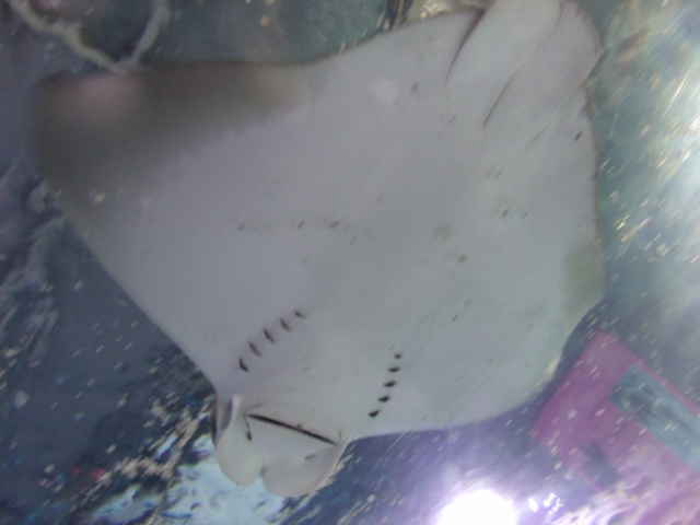 Cownose Ray