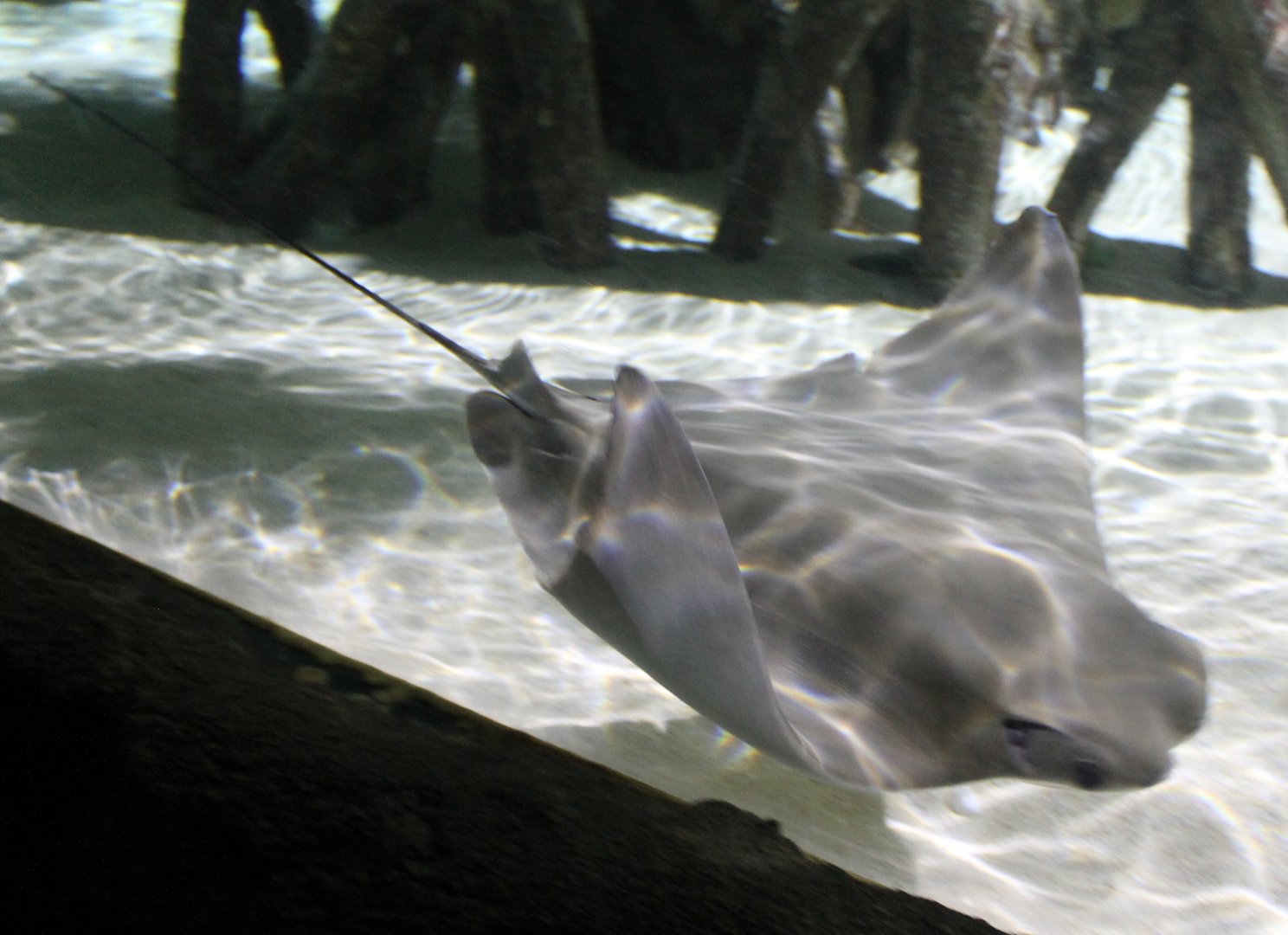 Cownose ray