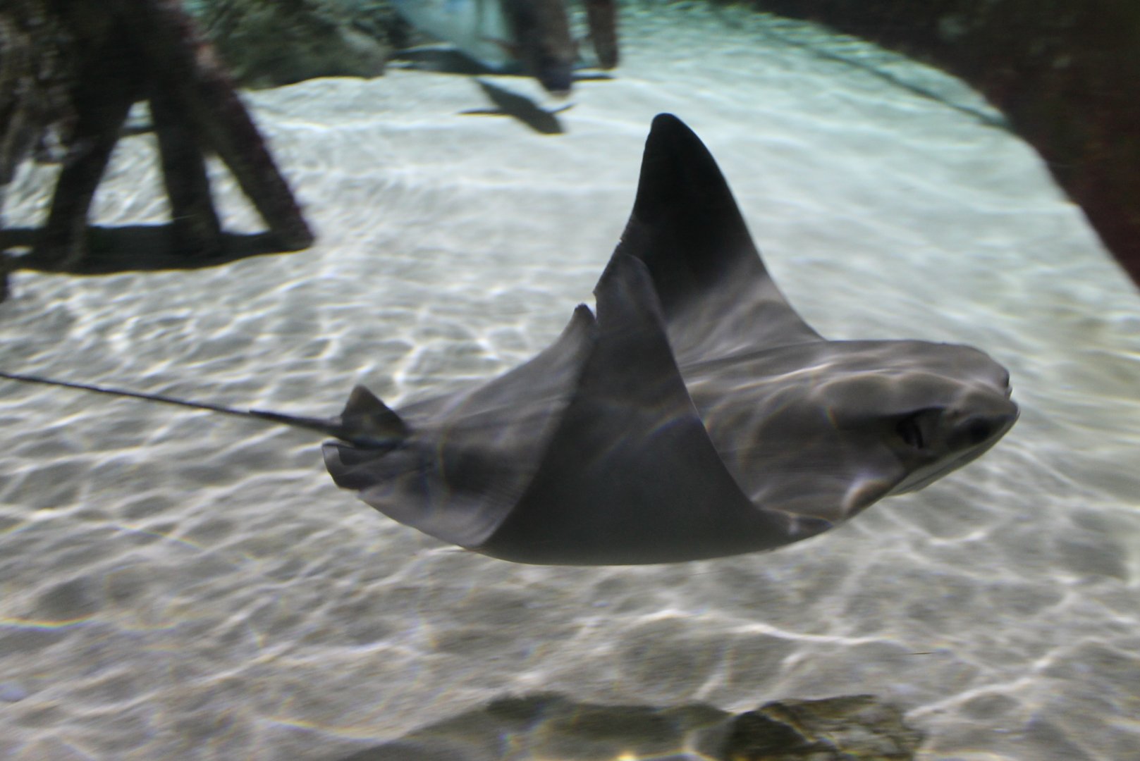 Cownose ray