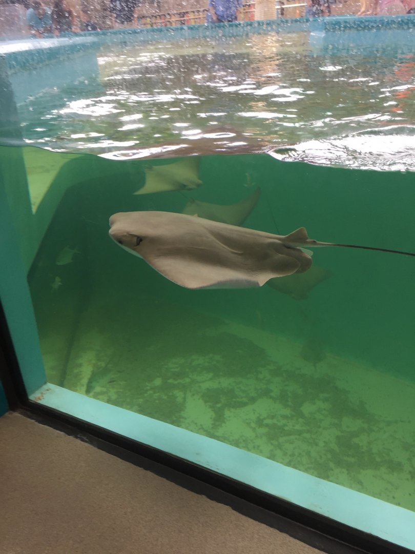 Cownose Ray