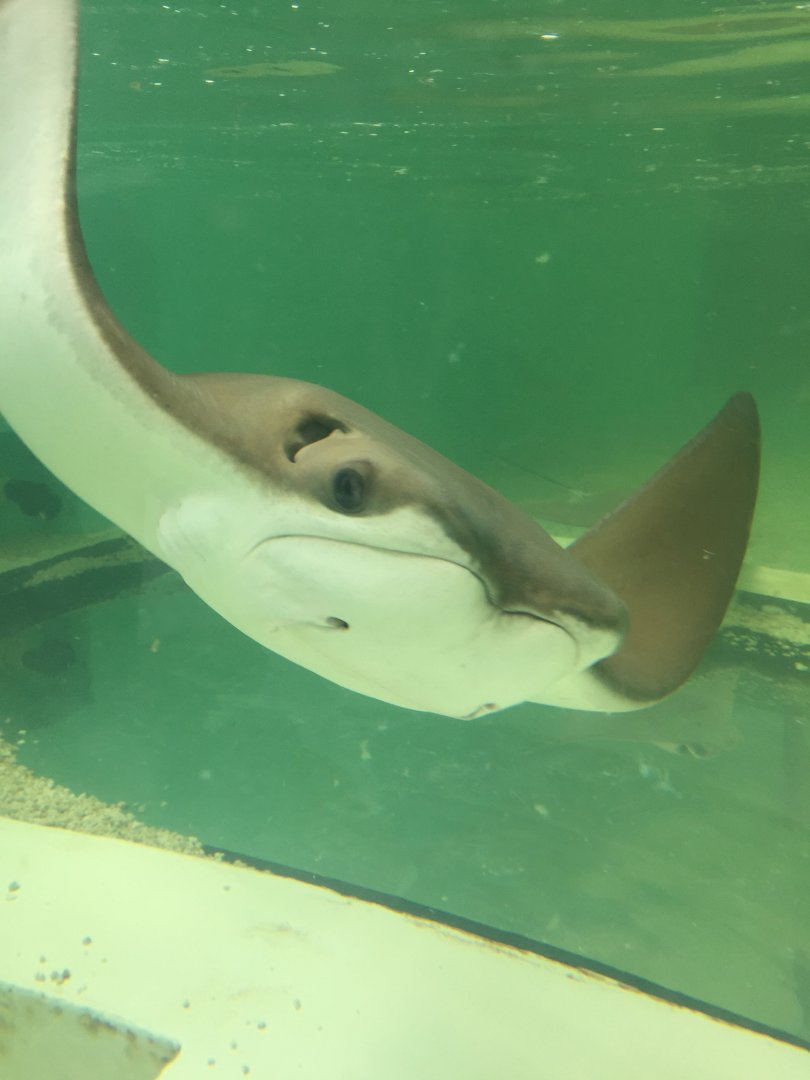Cownose Ray