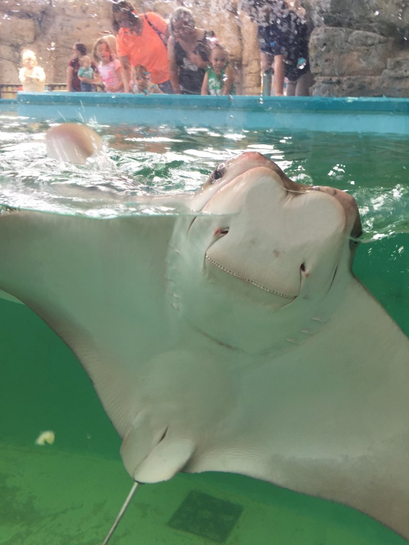 Cownose Ray