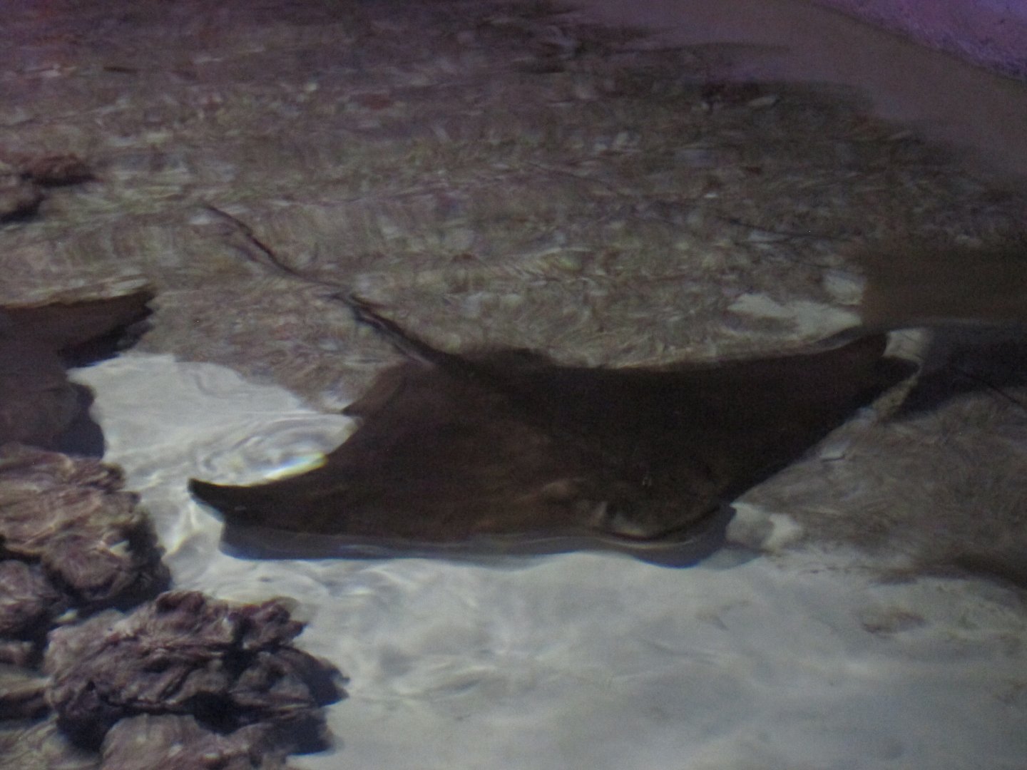 cownose ray