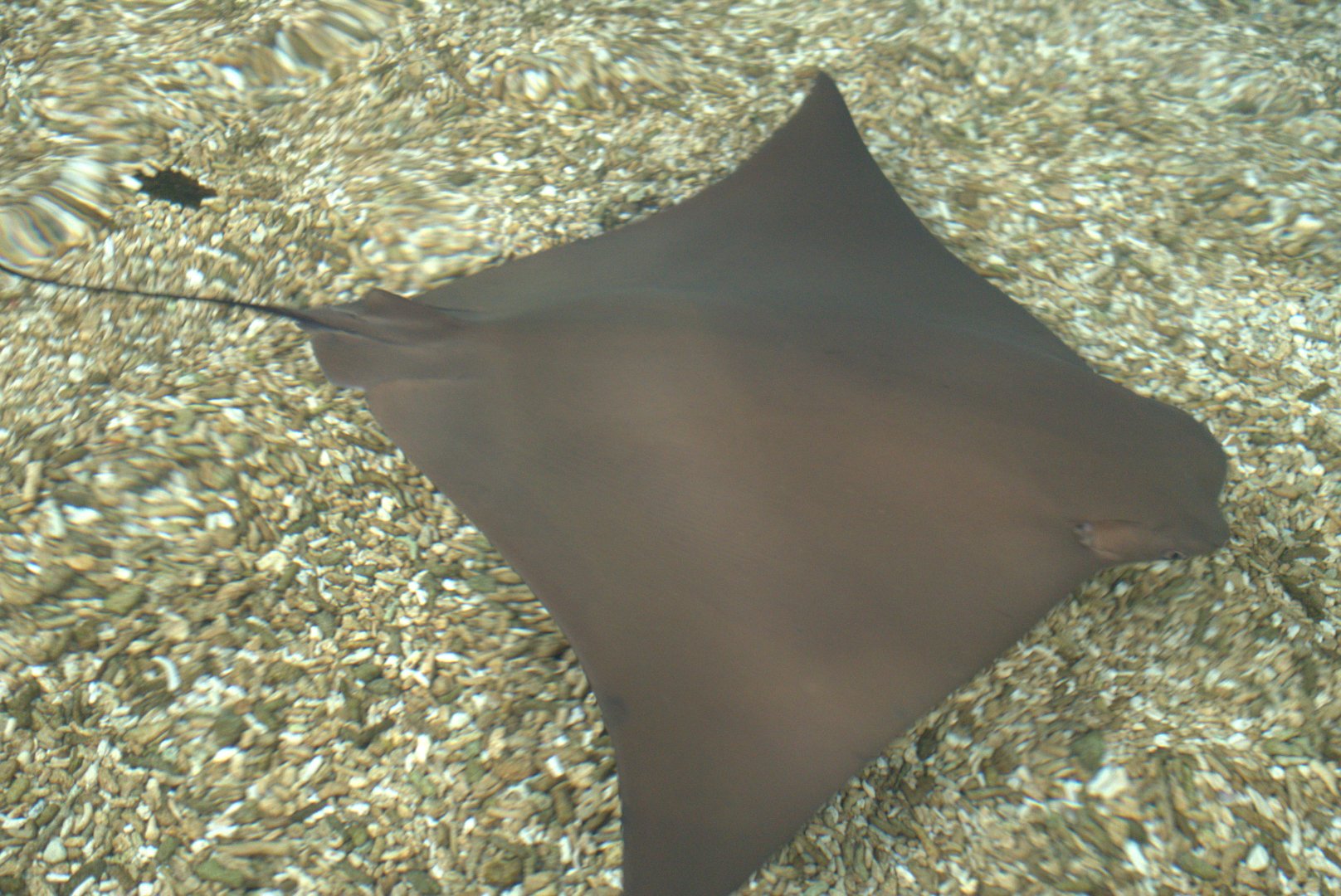 Cownose Ray