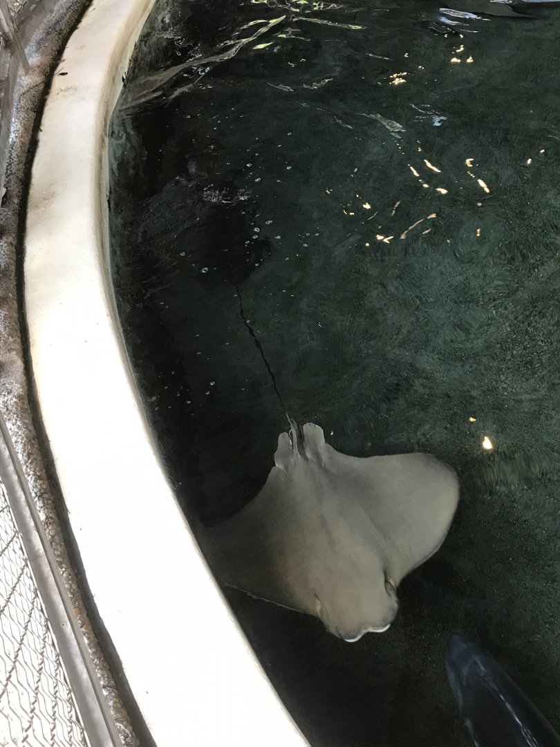 Cownose ray