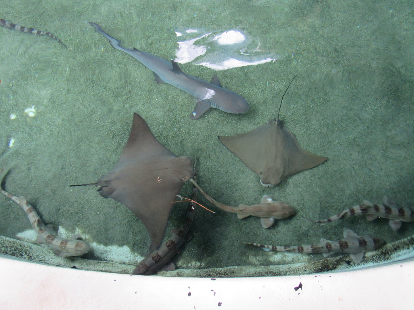 Cownose Ray