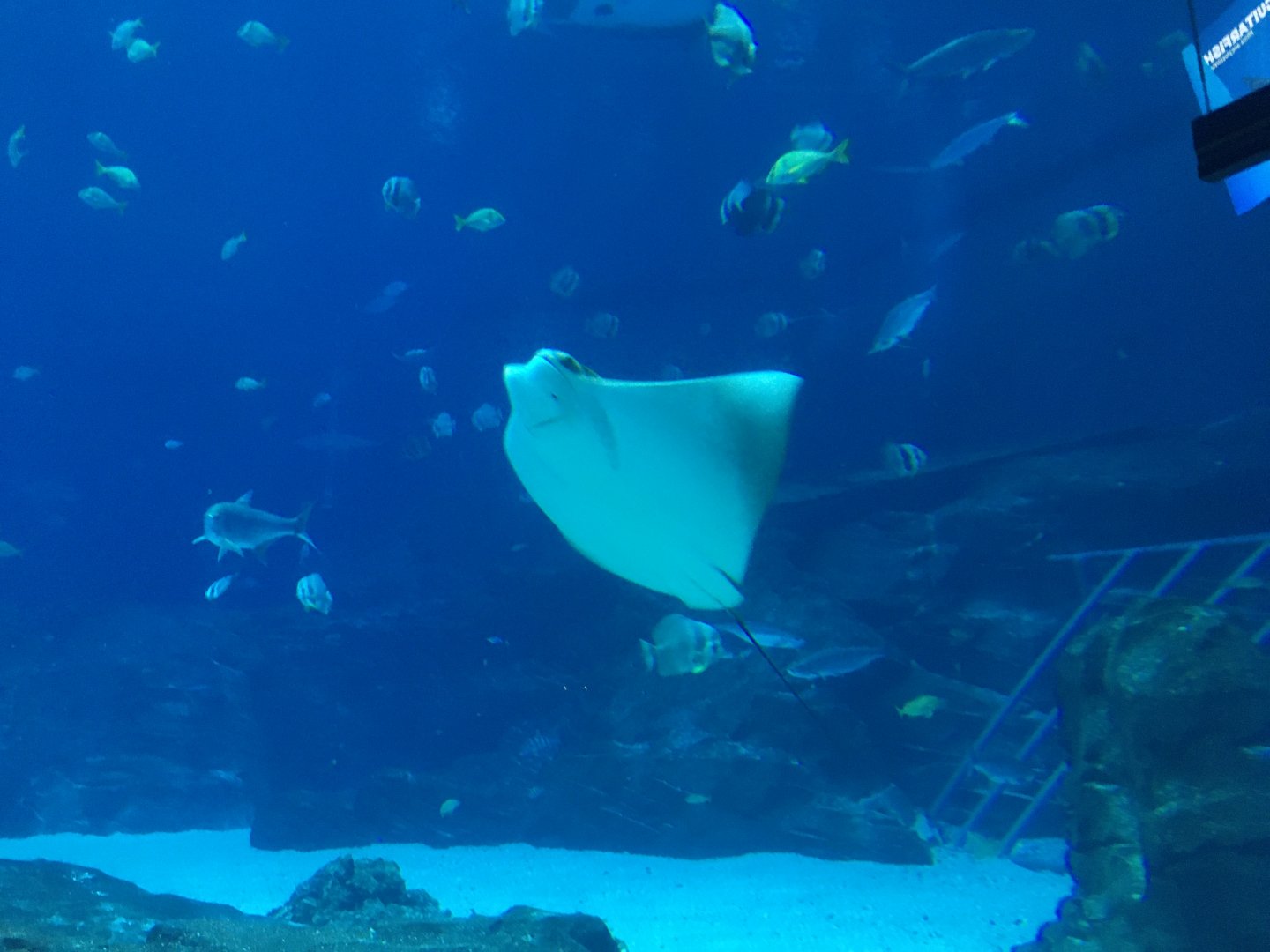Cownose ray