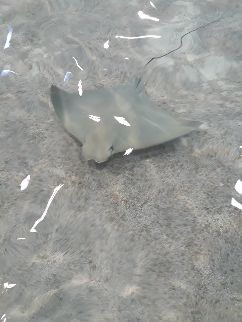 Cownose ray