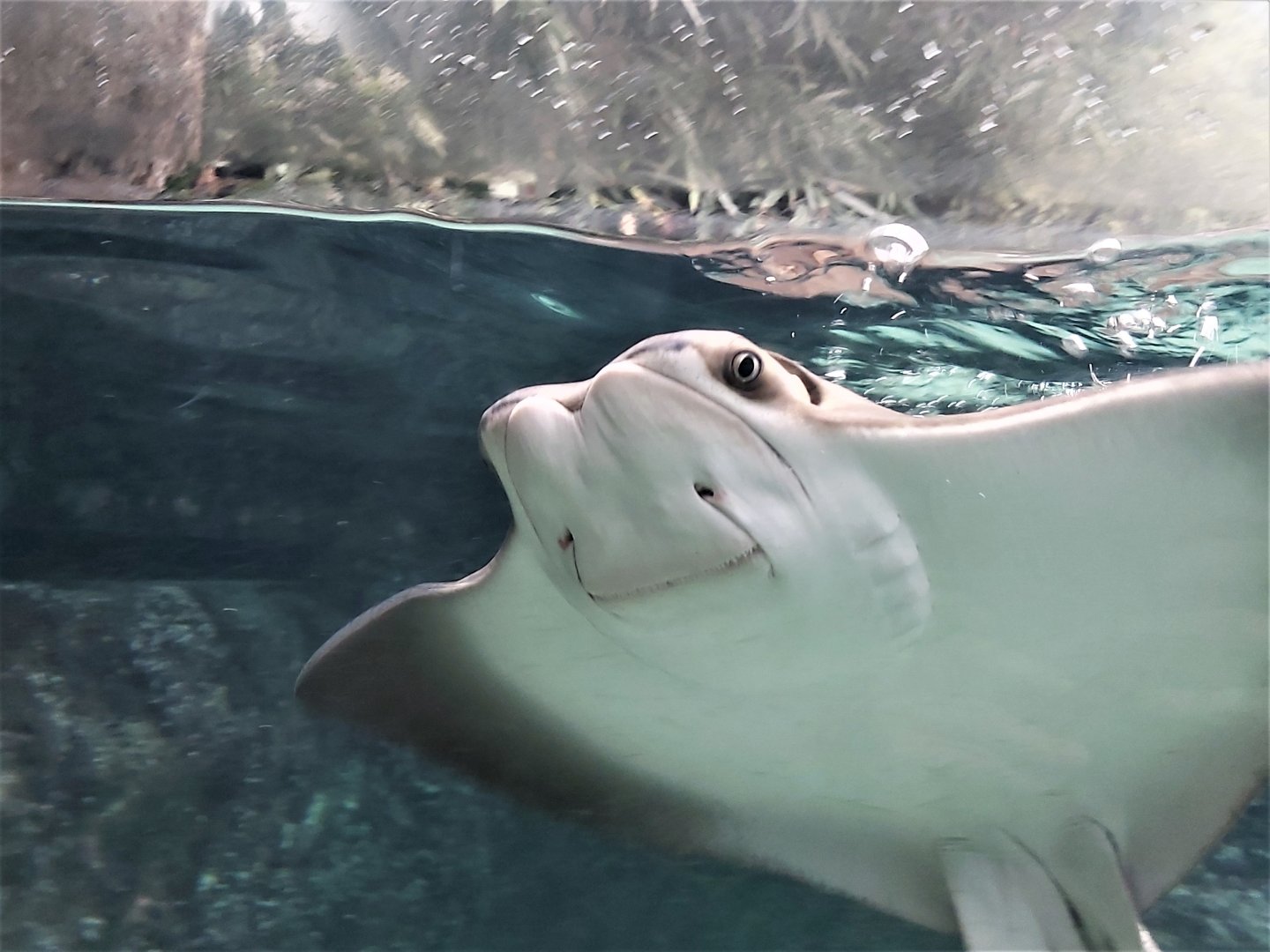 Cownose ray