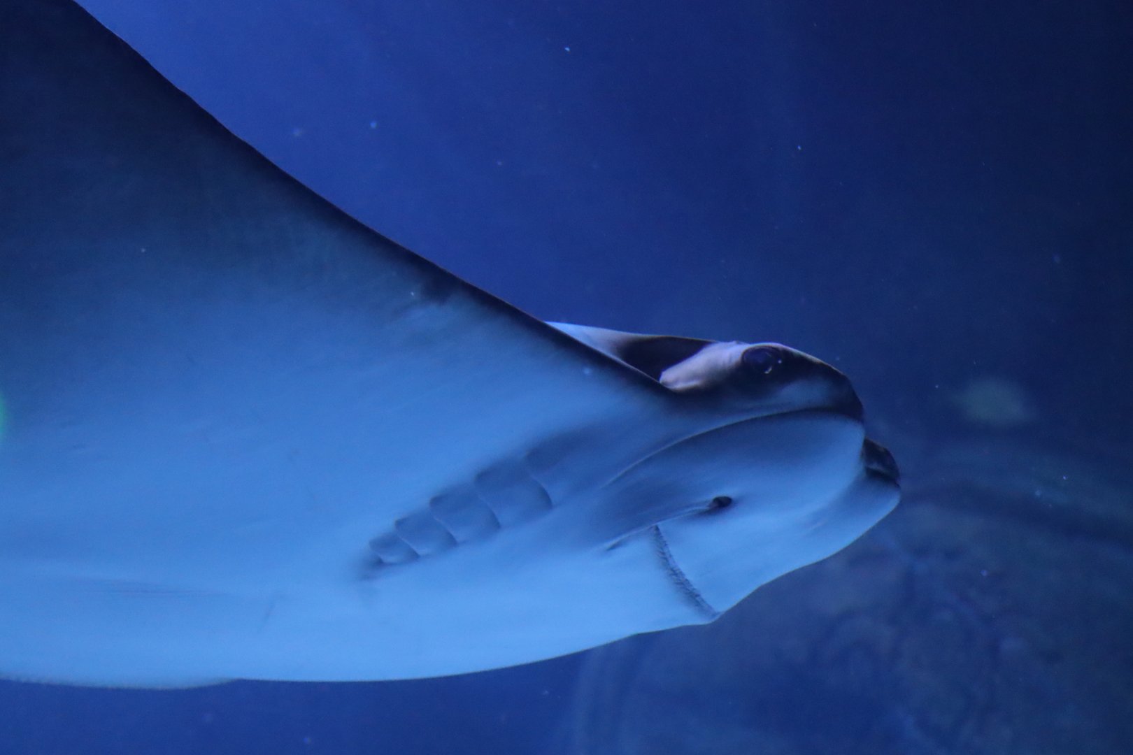 Cownose Ray