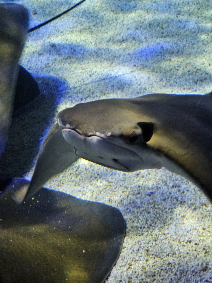 Cownose ray