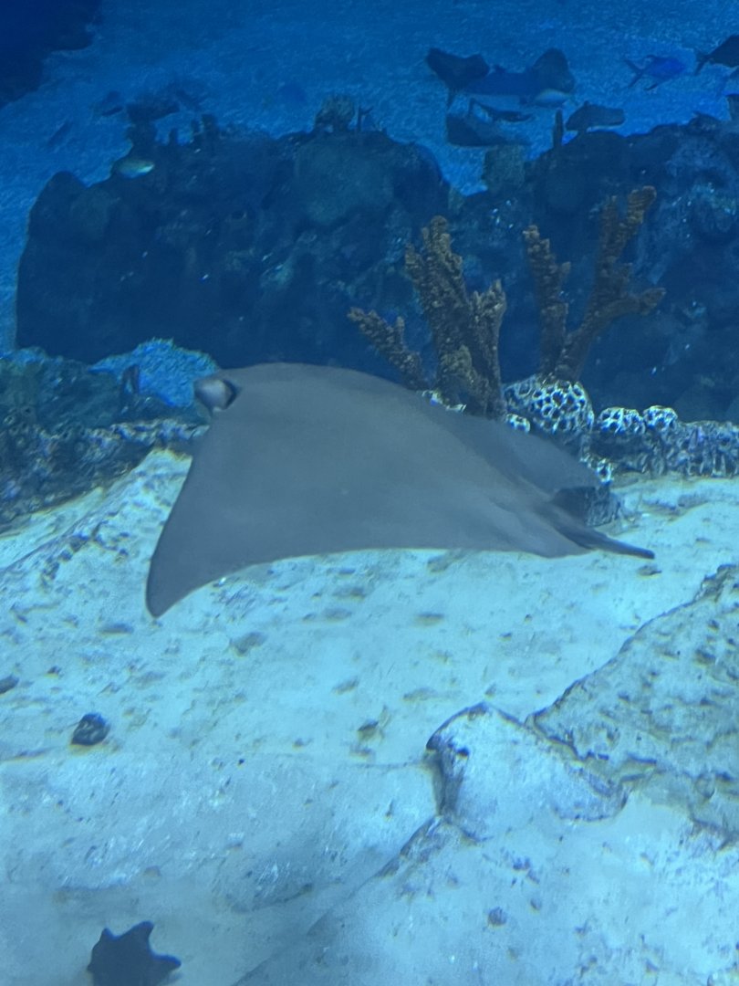 Cownose Ray