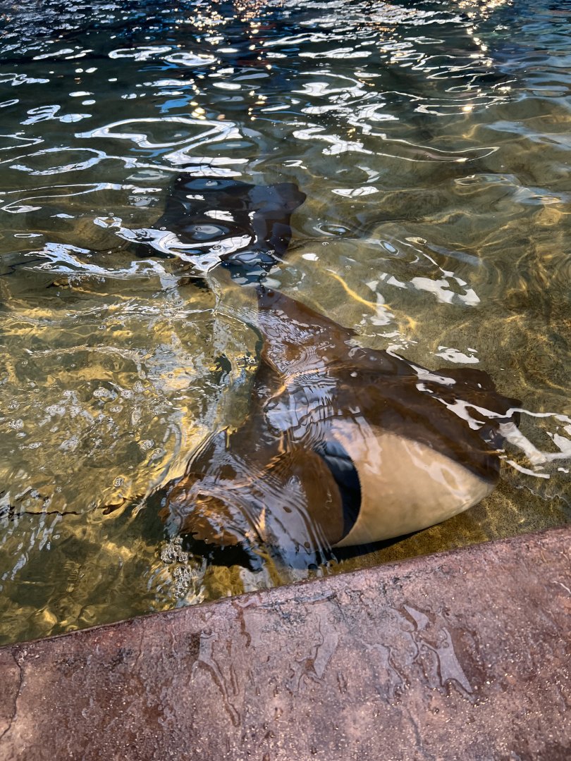 Cownose Ray