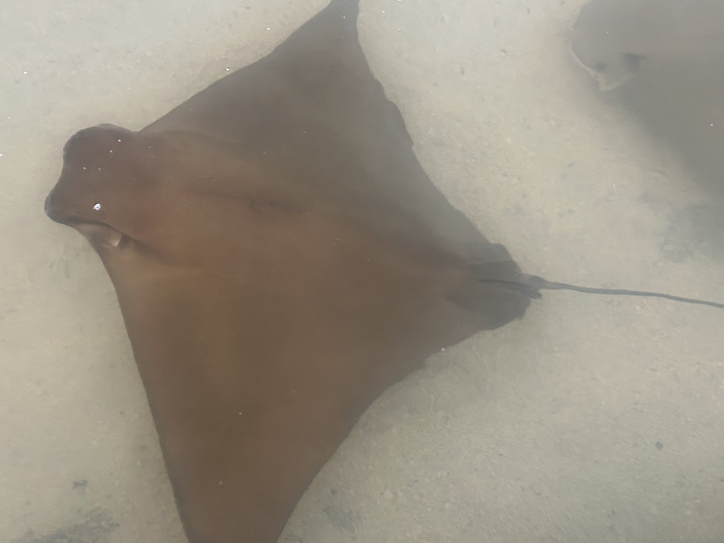 Cownose Ray