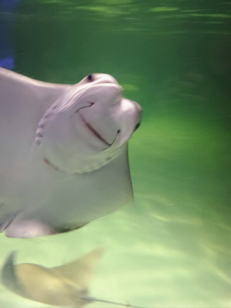 Cownose Rays (6/21/25)