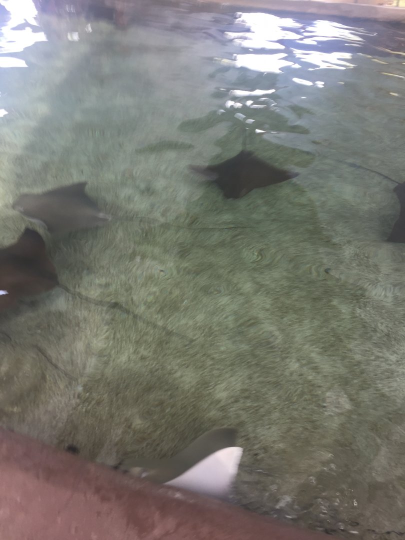Cownose Rays 6-29-2018