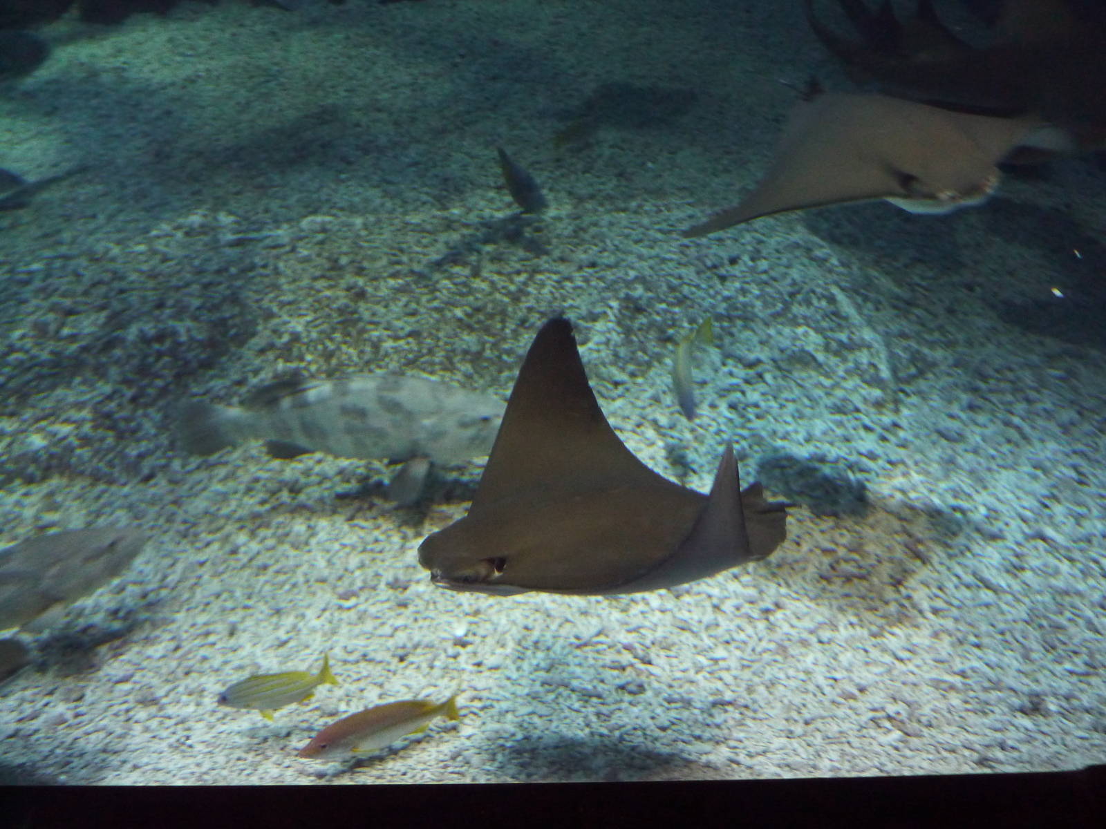 Cownose rays in main tank