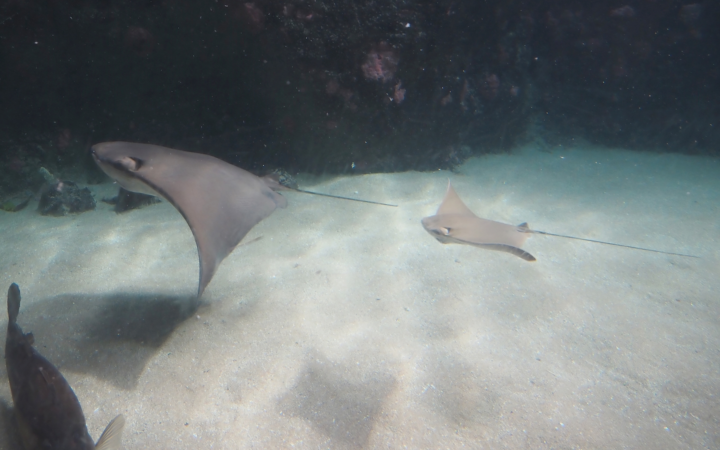 Cownose rays (Rhinoptera bonasus), 2024-06-30