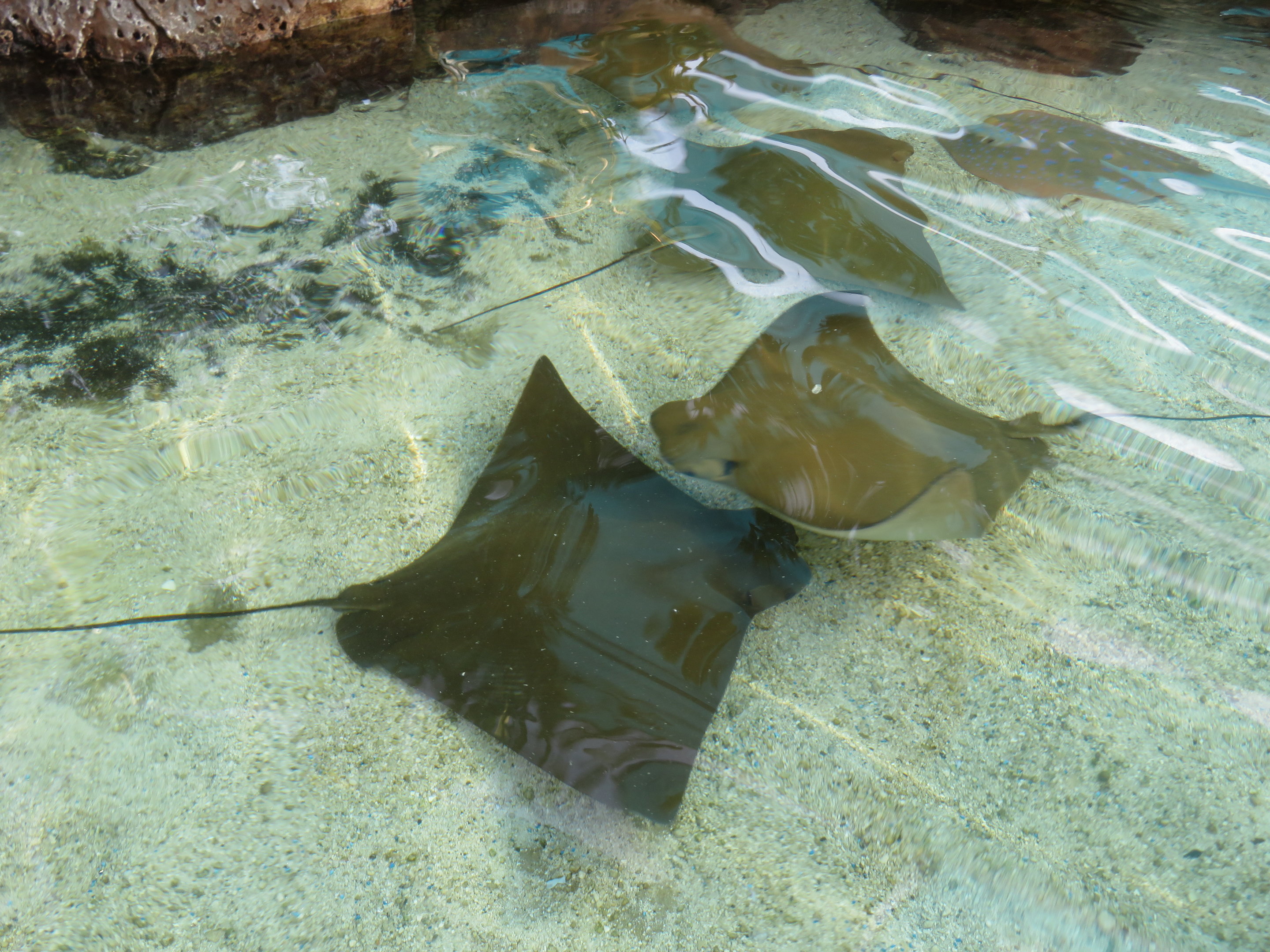 Cownose Rays