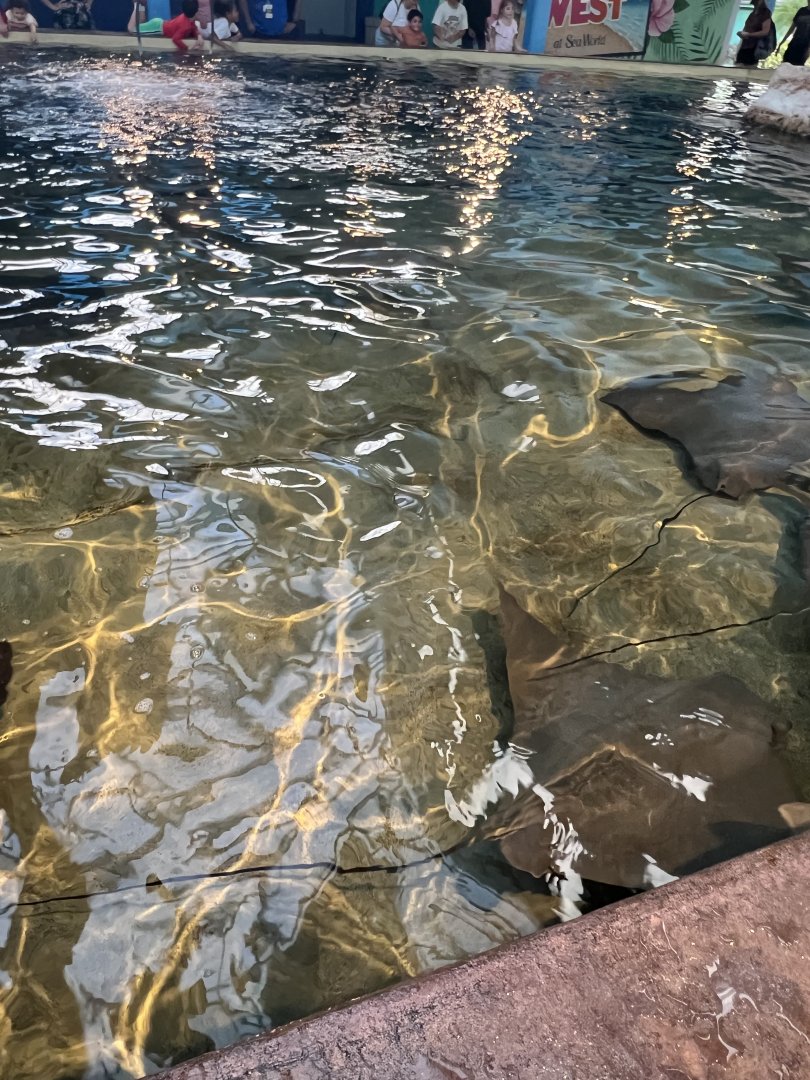 Cownose Rays