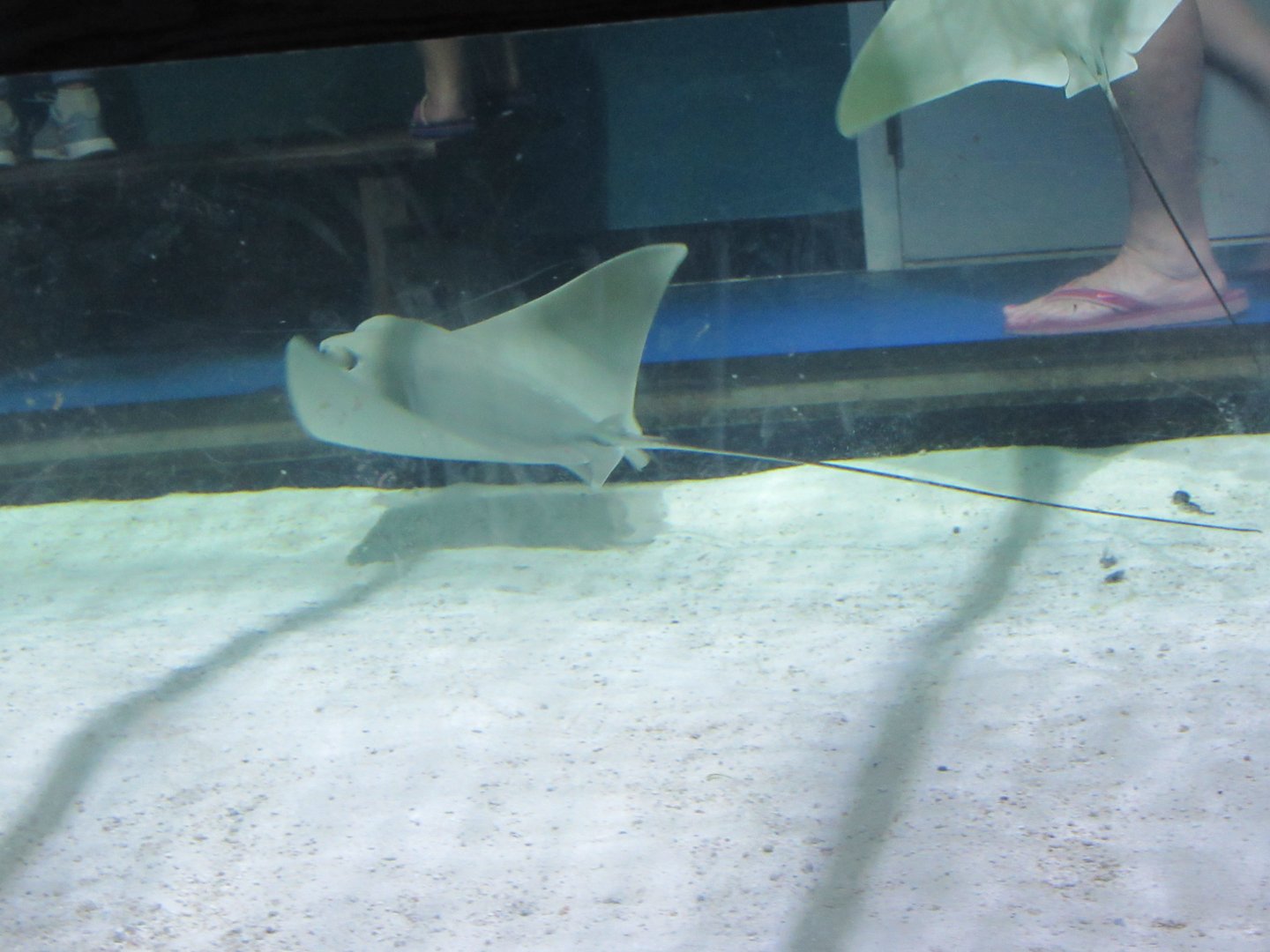 Cownose Stingrays-New in 2019