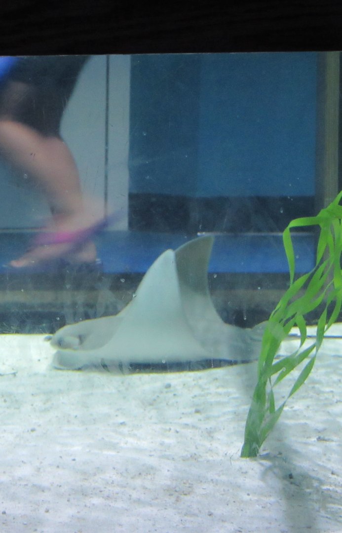Cownose Stingrays-New in 2019