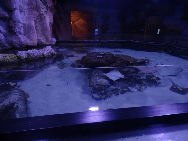 Cownosed ray tank (species list in description)