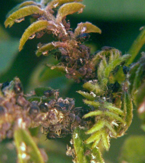 Cowpea Aphids (Aphis craccivora)