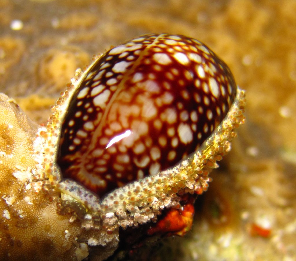 Cowrie