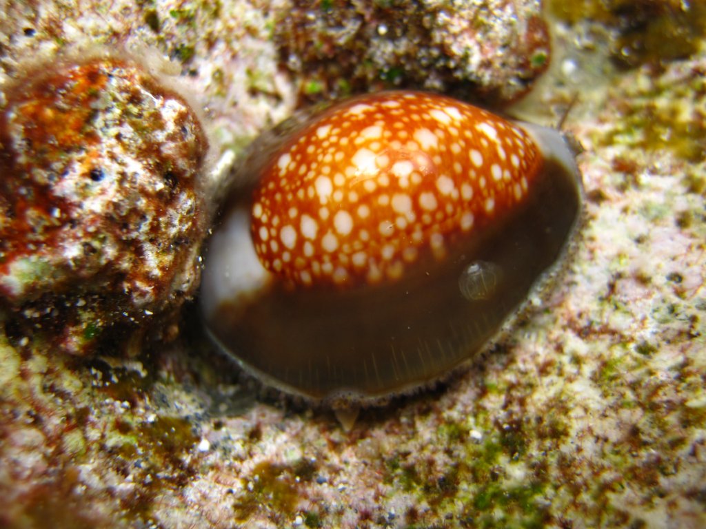 Cowrie