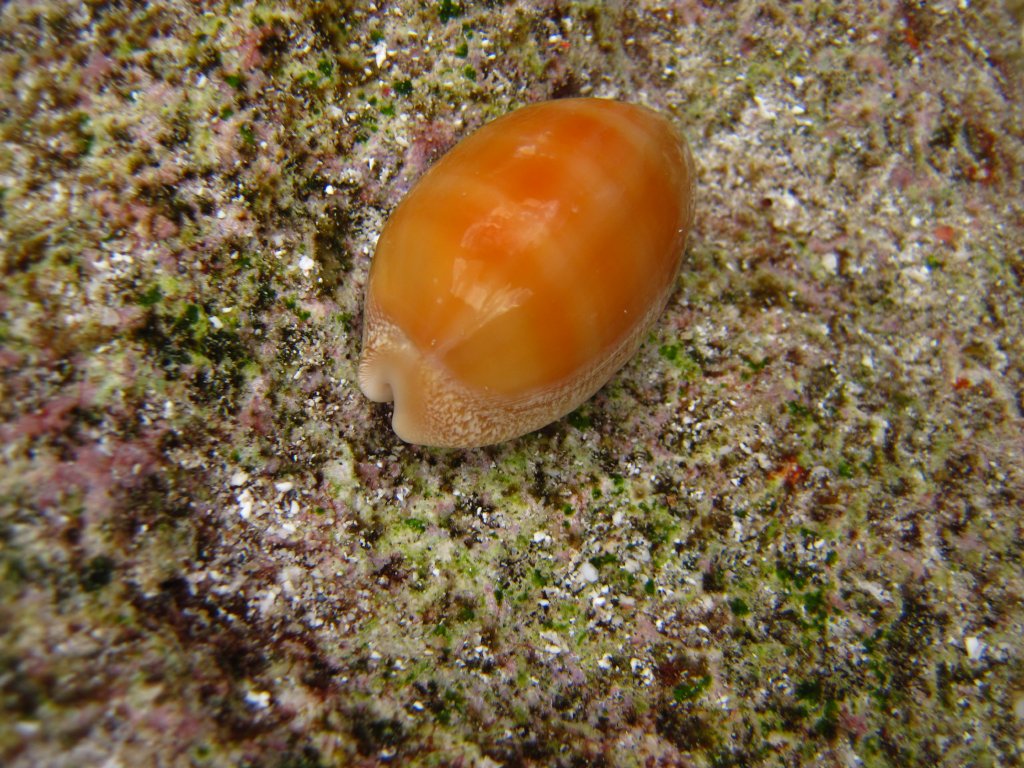 Cowrie