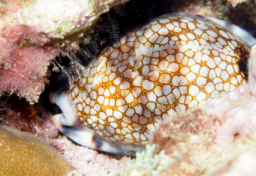 Cowrie