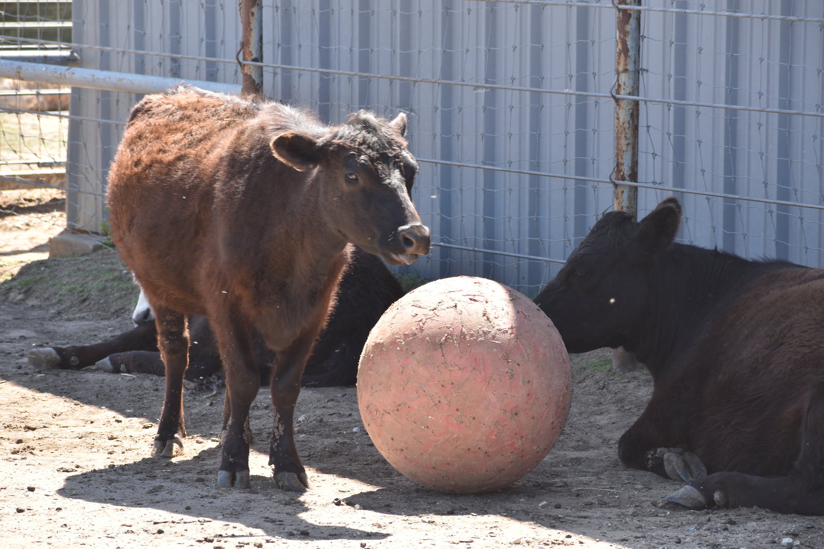Cows and Ball
