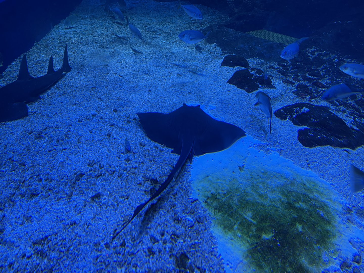 cowtail stingray (pastinachus sephen) - BX Sea