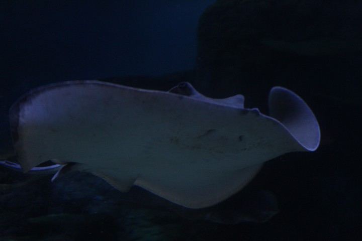Cowtail stingray (Pastinachus sephen) - BXSea