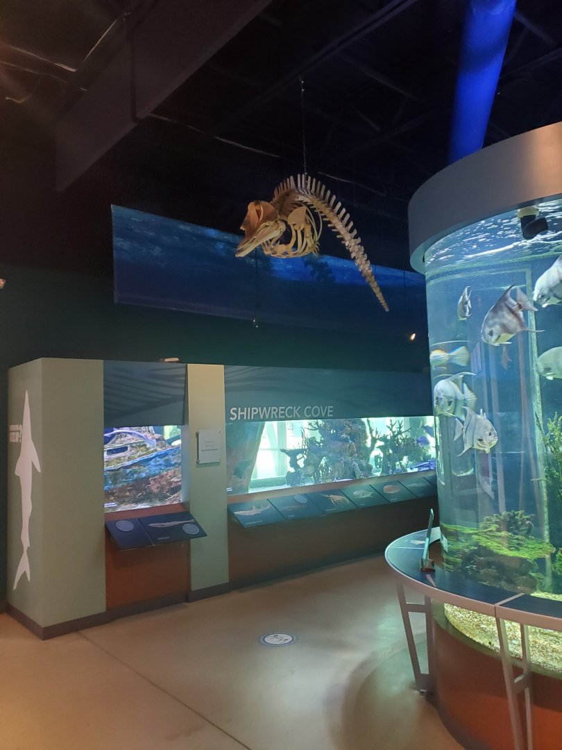 Cox Science Center & Aquarium (2021) - Aquarium Room