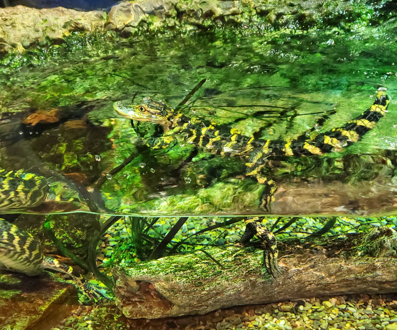 Cox Science Center & Aquarium (2021) - Baby Alligators