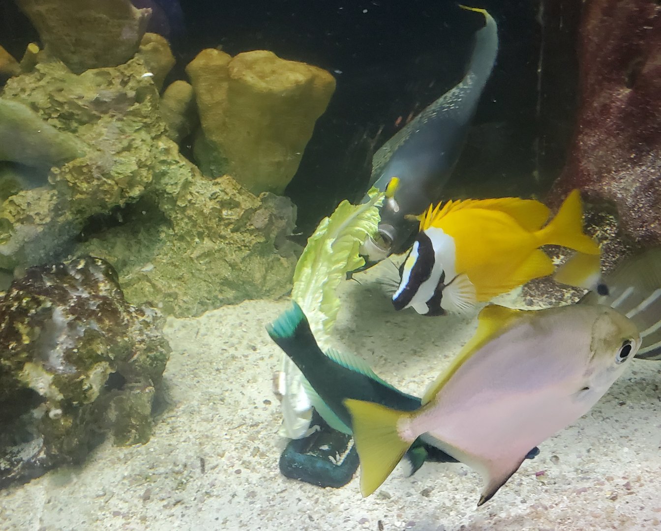 Cox Science Center & Aquarium (2021) - Feeding Frenzy