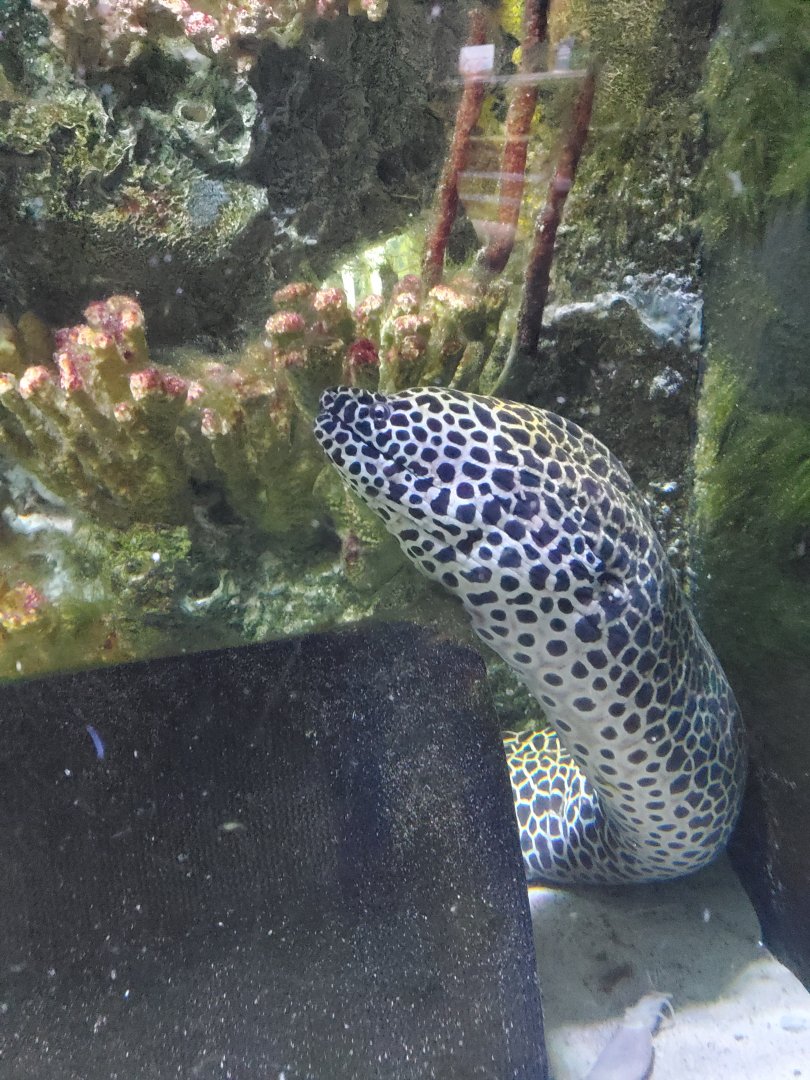 Cox Science Center & Aquarium (2021) - Moray Eel