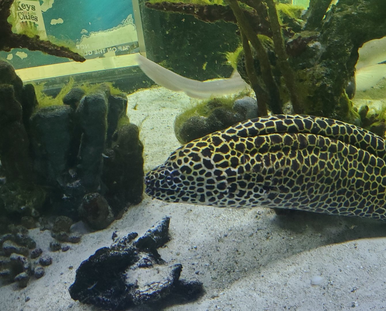 Cox Science Center & Aquarium (2021) - Moray Eel